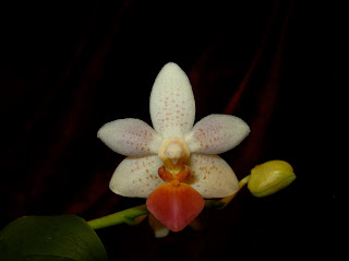 Phal Fantasy Musick