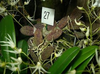 Den. lingueforme foliage