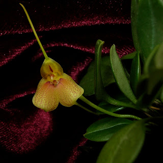 Masd. wagneriana var. pteroglossa