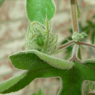 Passiflora arida bud