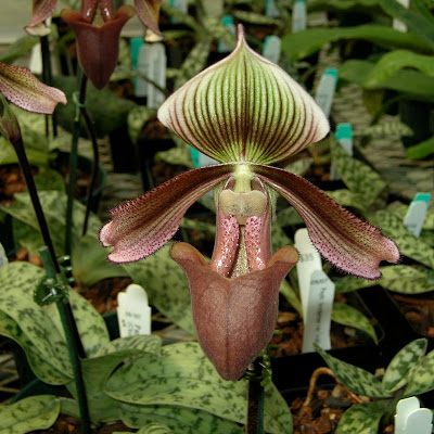 Paph. superbiens var. curtisii