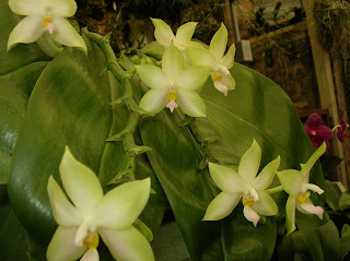 Phal. violacea alba