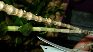 Dendrobium gonzalesii