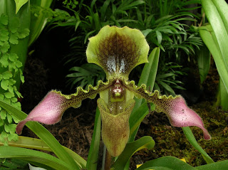 Paph. hirsutissimum