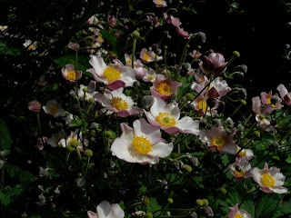 Anemone tomentosa (Chinese anemone)