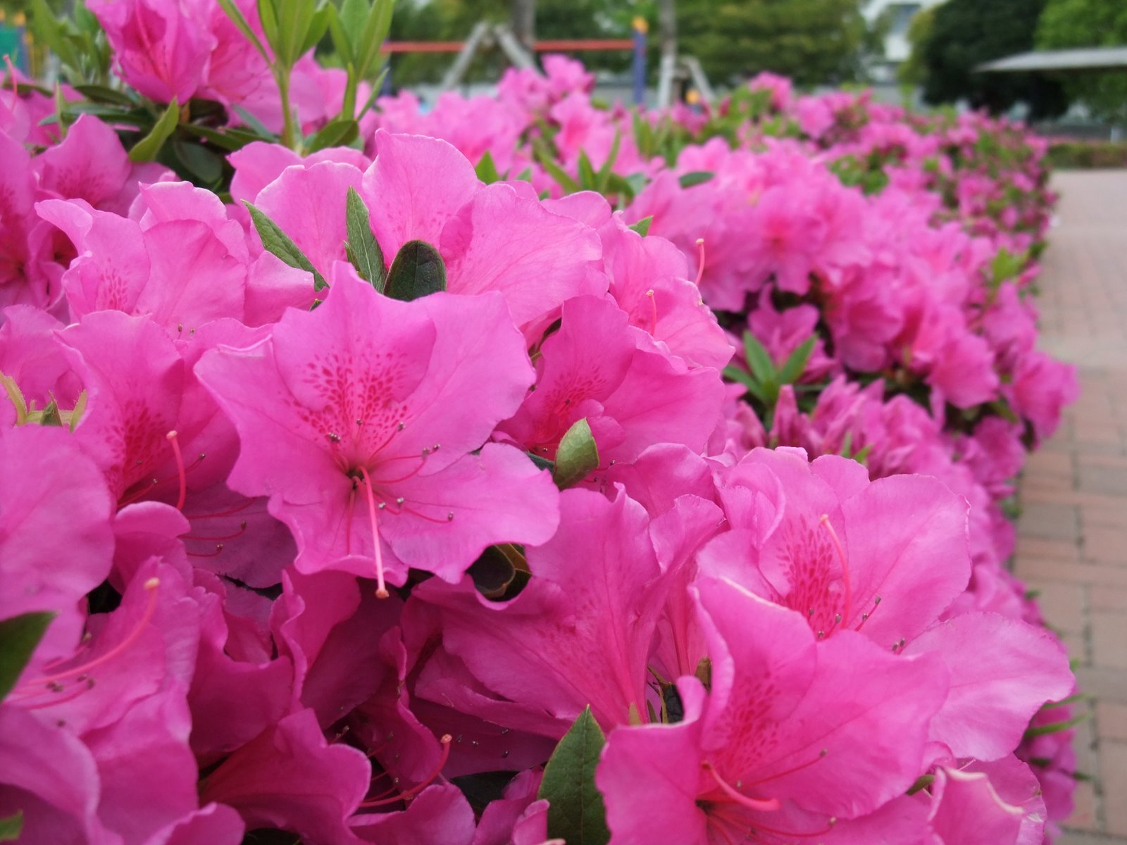 [Dc2009_0426_153755.JPG]