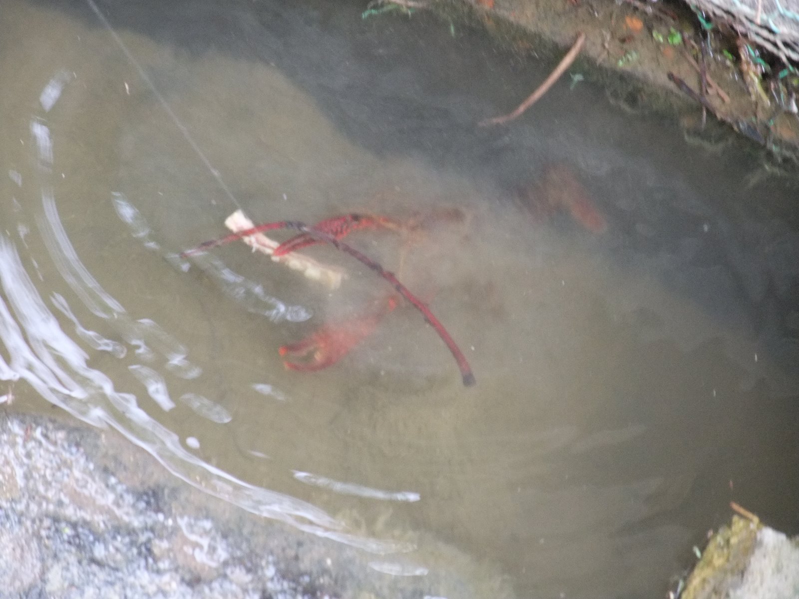 [Dc2009_0628_133331.JPG]