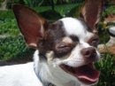 My Dog