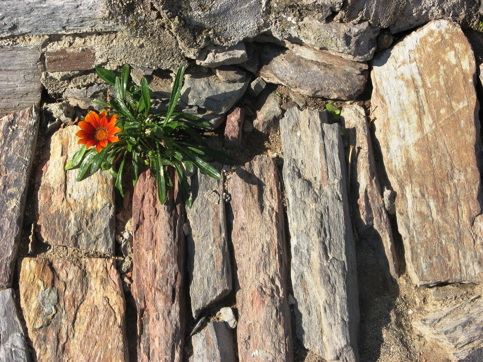 [Flor+na+calçada.jpg]