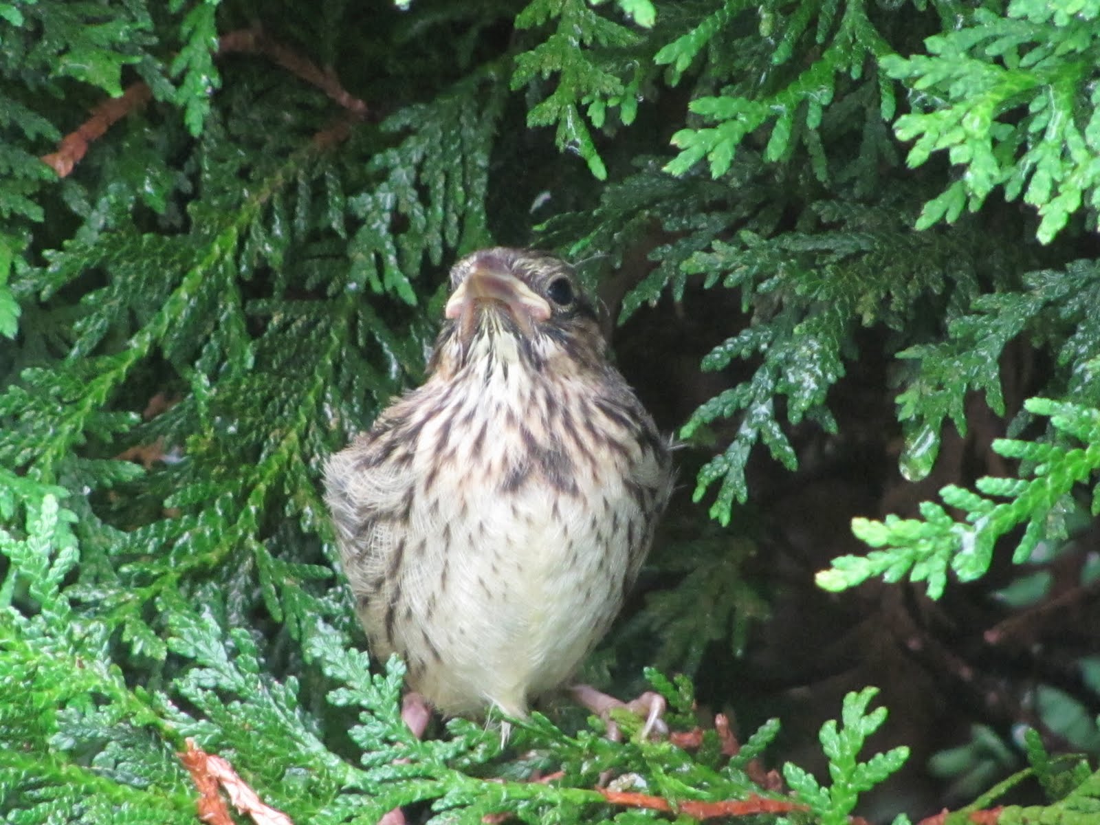 Bird Blog: Baby Song Sparrow