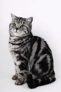 british cat