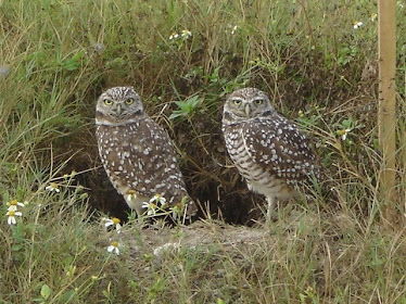 Burrowing Owls