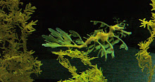 Leafy-seadragon
