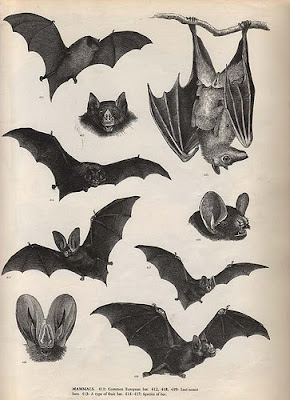 symbolism rebirth bat