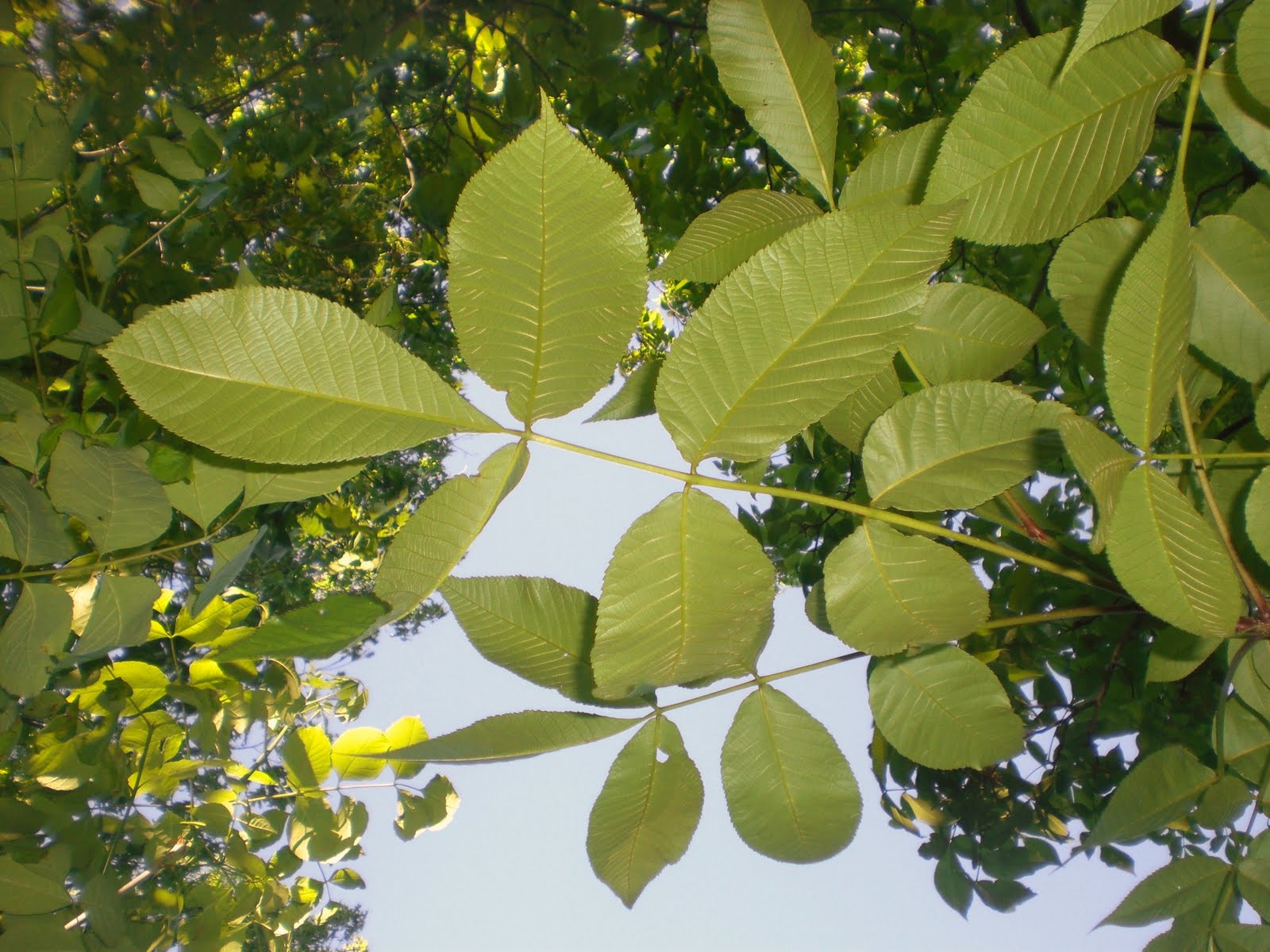 Tom's Trees Red Hickory (Carya ovalis)