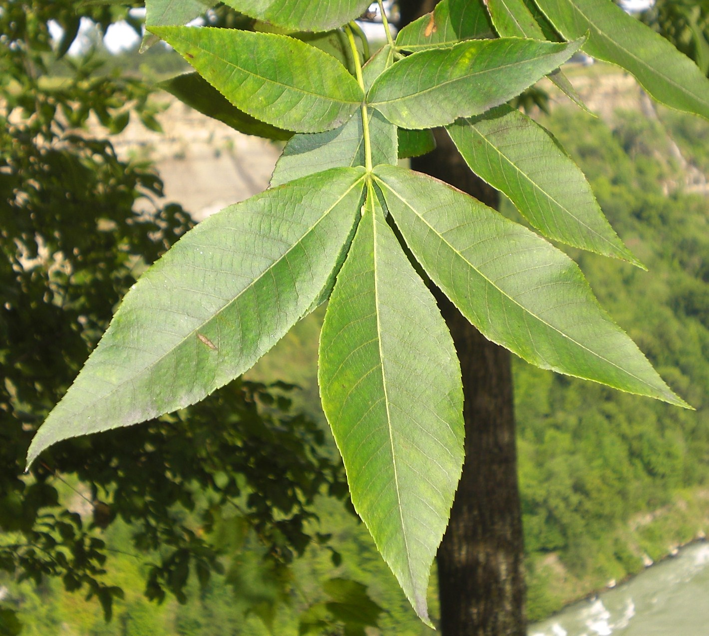 Tom's Trees Red Hickory (Carya ovalis)