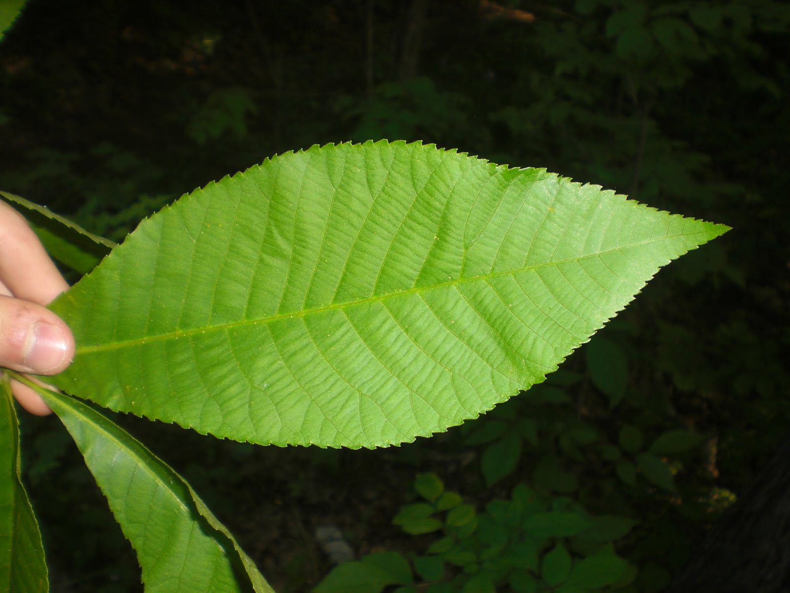 Tom's Trees Red Hickory (Carya ovalis)