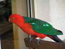 King Parrot at Marysville