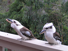 Kookaburras visiting our place