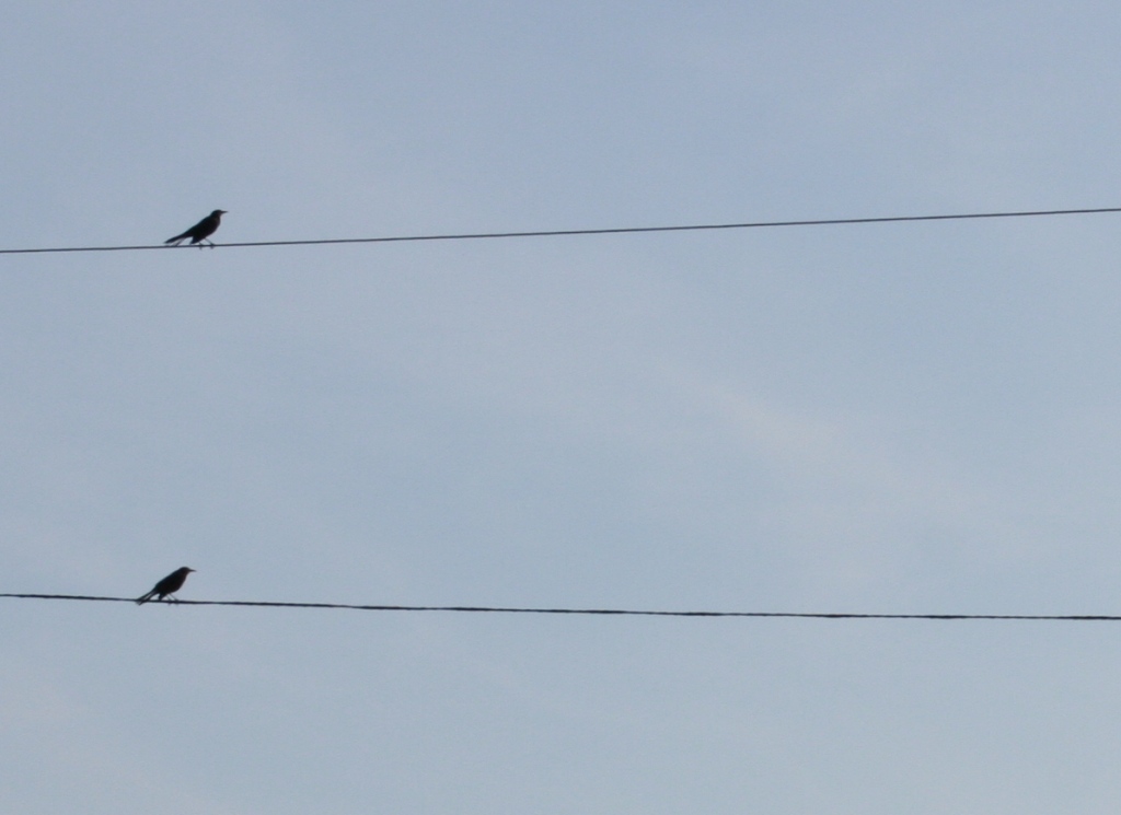 [birds+on+wires.JPG]