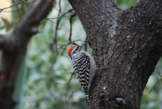 Ladder-backed Woodpecker