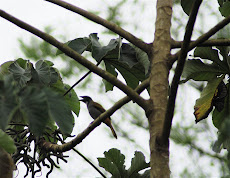 Black-headed Saltator