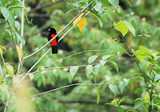 Scarlet-rumped Tanager