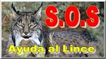 Salvemos al lince ibérico