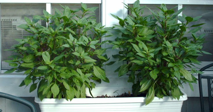 [basil1.jpg]