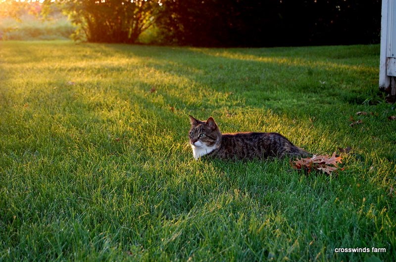 Crosswinds Farm Things Cats Do To Pass Time