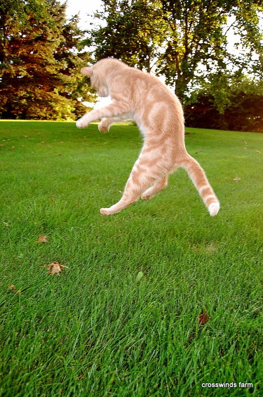Crosswinds Farm Things Cats Do To Pass Time