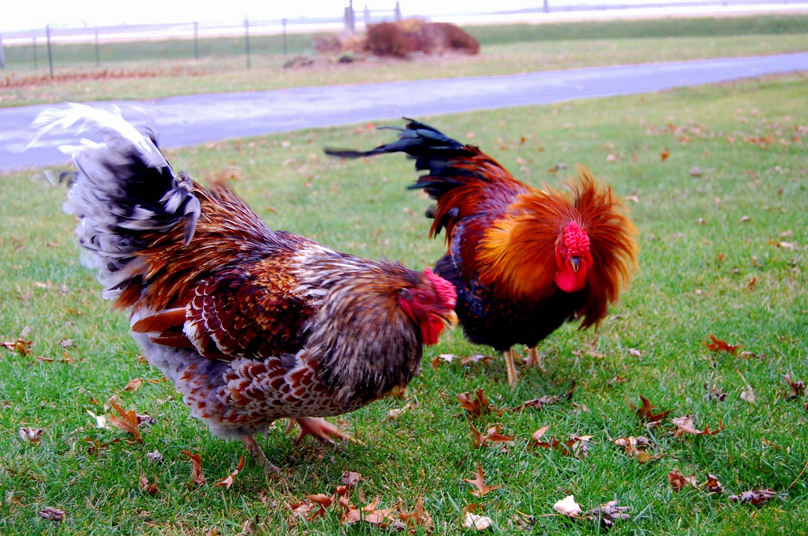 Crosswinds Farm Roosters in the wind