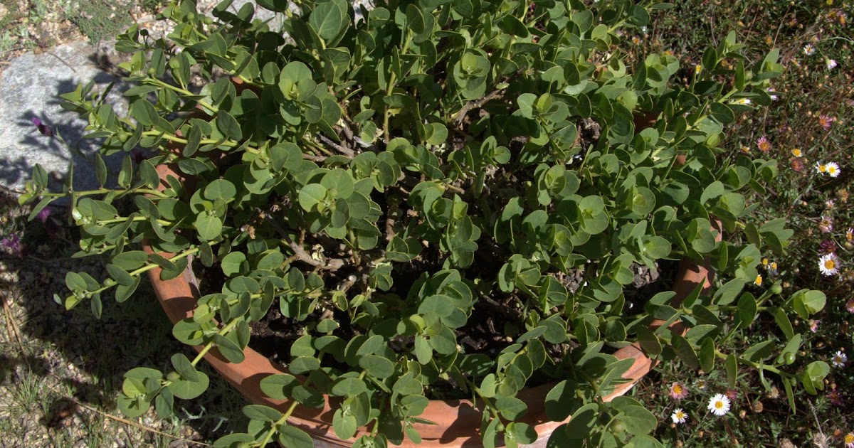 From Seed To Table My Caper Obsession