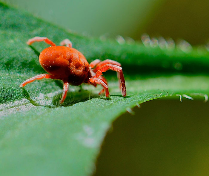 Red and the Peanut A Red Velvet Mite through the macro lens...