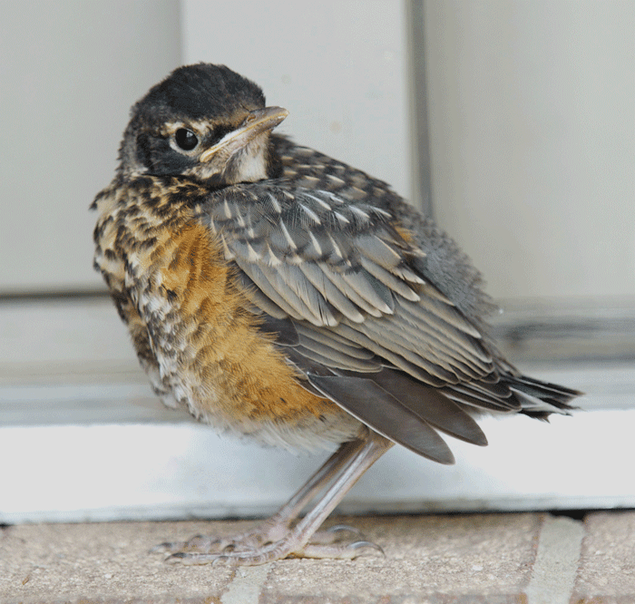 Red and the Peanut A fierce baby robin knocking at my door...