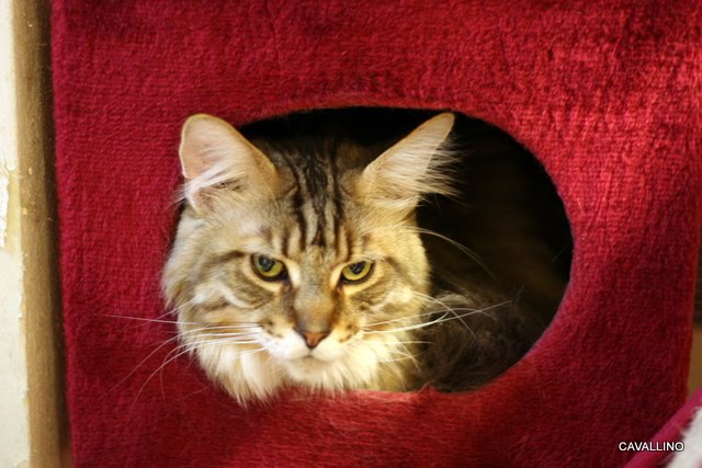 Cavallino 猫 ねこ ネコ 不満分子がいっぱい ファントムとクンちゃん