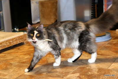 Cavallino 猫 ねこ ネコ メインクーンは物をくわえる アディーの場合