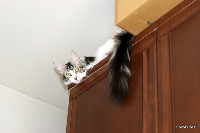 Cavallino 猫 ねこ ネコ 空飛ぶ猫 女の子の空中戦