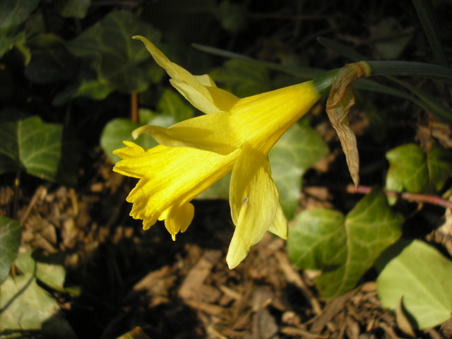 [daffodil.JPG]