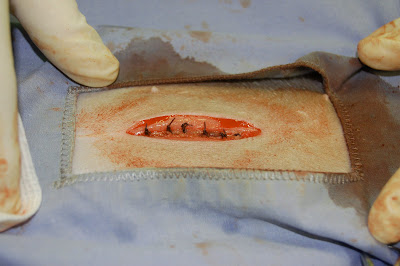 Arthur Veterinary Clinic: Neutering Your Pet-Part 1: Spaying