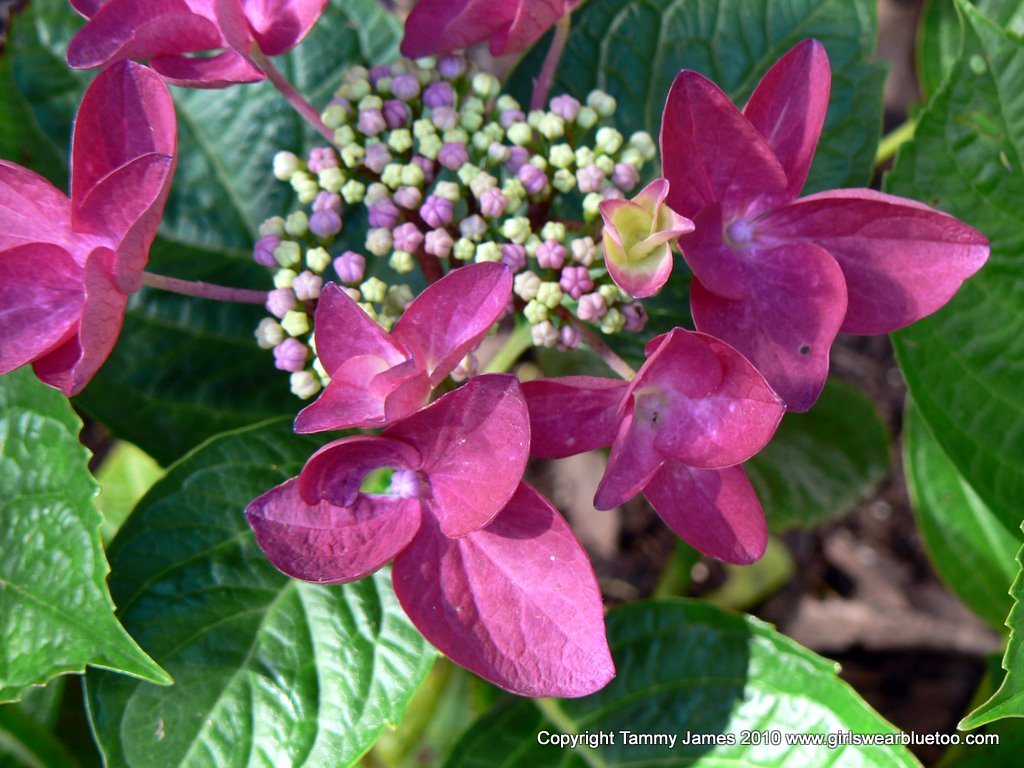 The Wanderer S Journal Four Tips In Growing Hydrangeas
