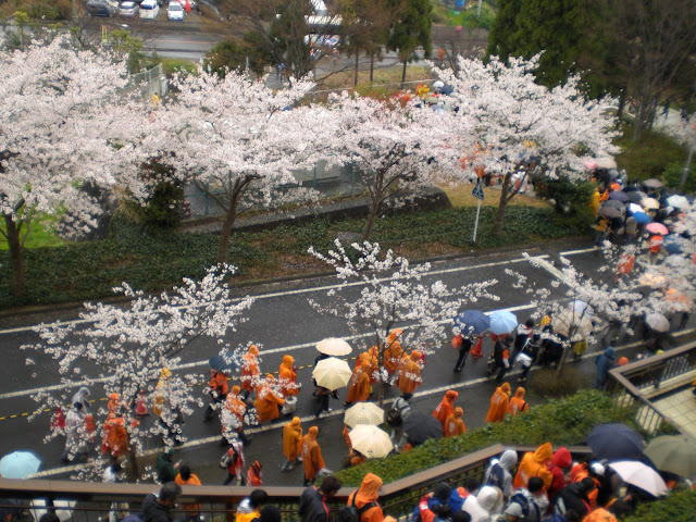 Cherry blossoms outside a wet Nihondaira Stadium