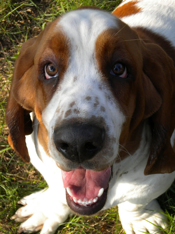 BIAGIO IL CANE CHE VA ADAGIO