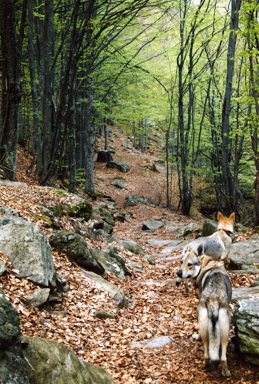 SENTIERI DI MONTAGNA