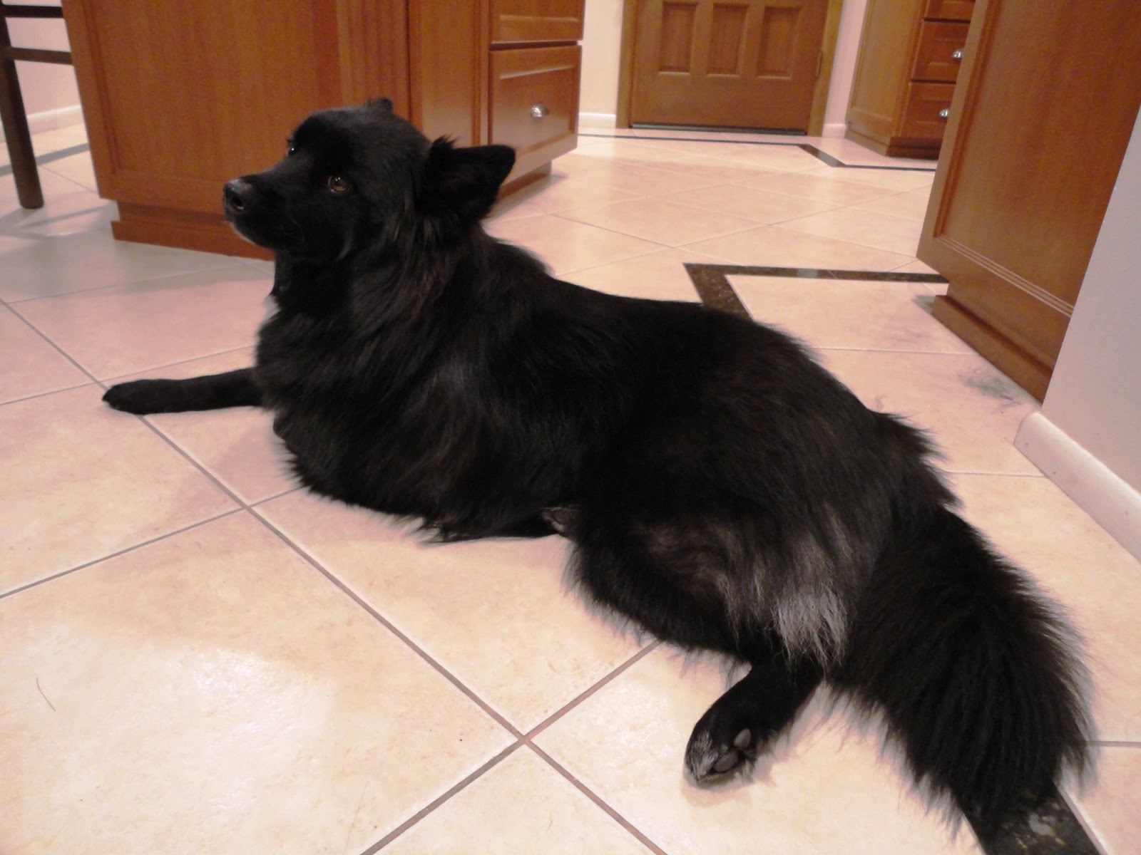 Her Dog Blog Paul Mitchell Pet