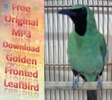 Download Suara Burung