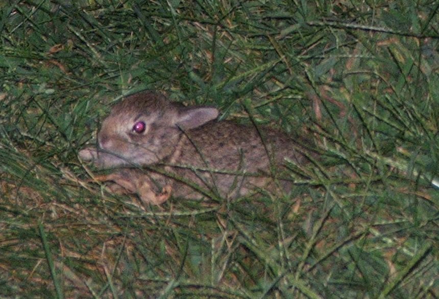 This & That Twin Baby Rabbits