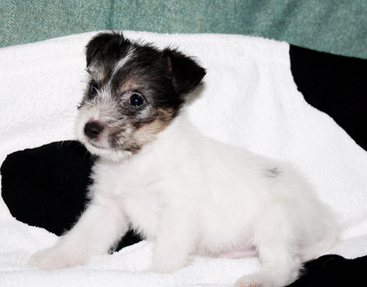 Mambo • Jack Russell Terrier Cuccioli