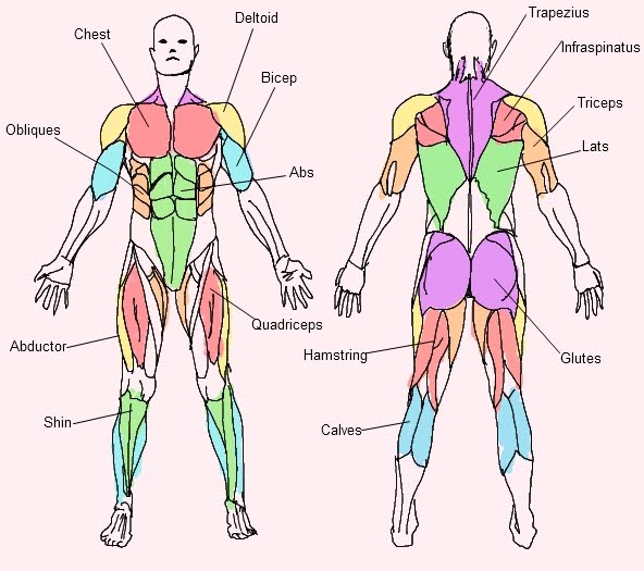 Labeled Map Of The Human Muscle System 34