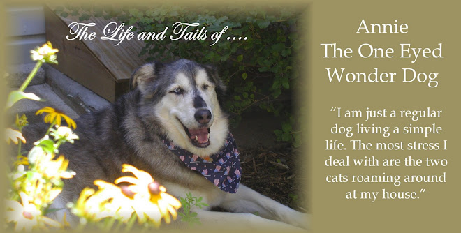 One Eye Wonder Dog